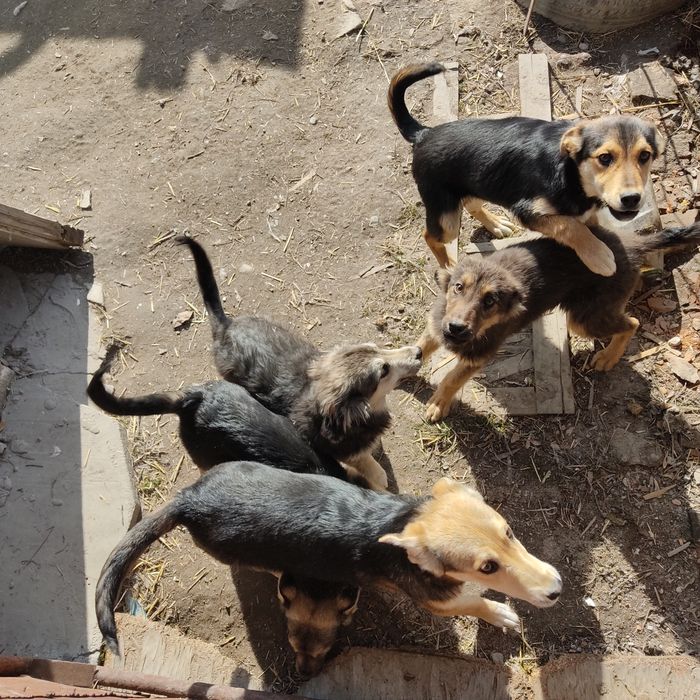Щенки бесплатно в добрые руки