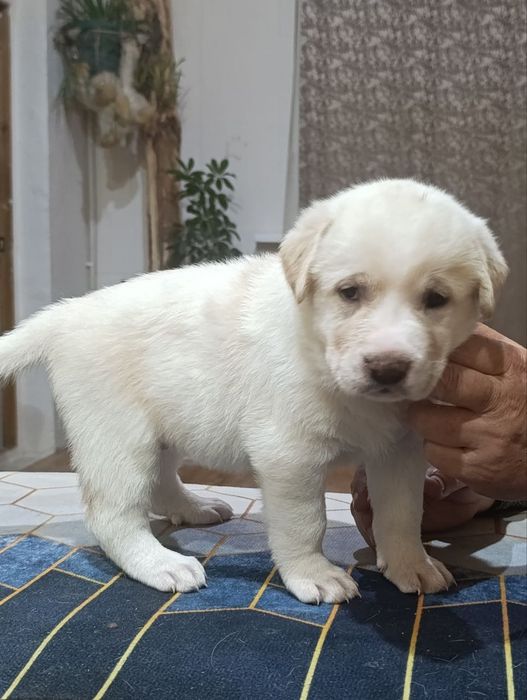 Щенятки среднеазиатской авчарки