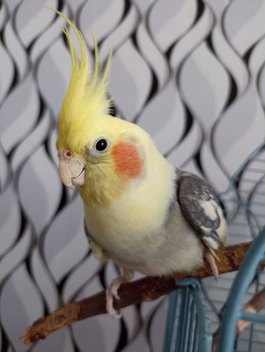 Попугай корелла с клеткой