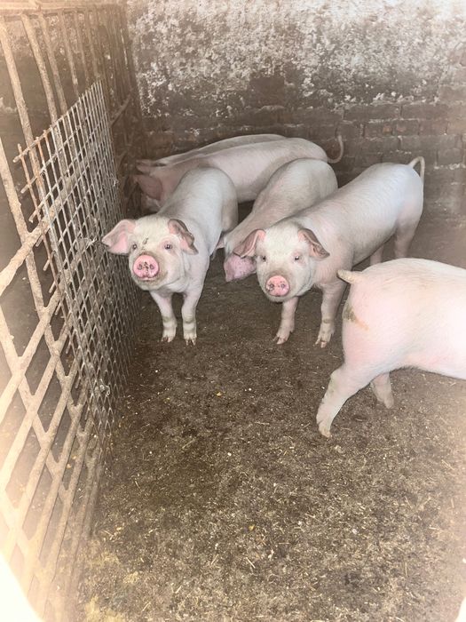 Домашни прасенца