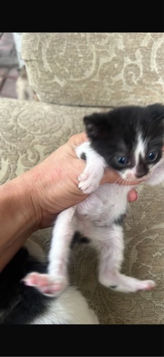 Отдам котят в добрые руки