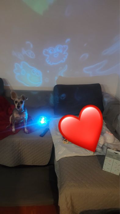 Schnautzer pitic, pedigree-spre adoptie