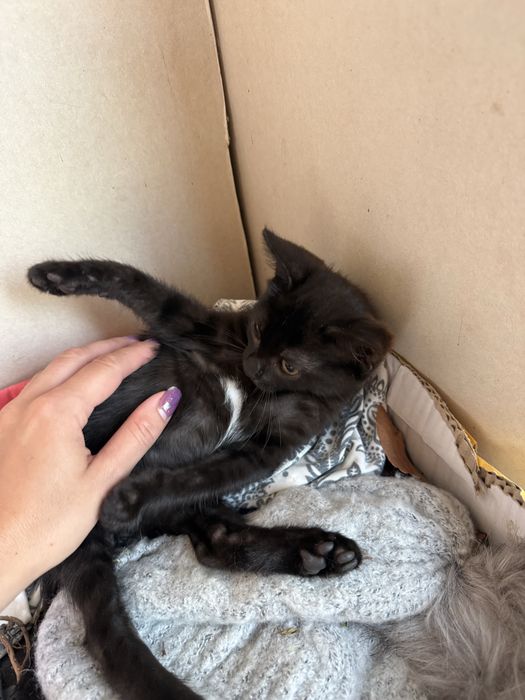 Коте търси дом подарявам