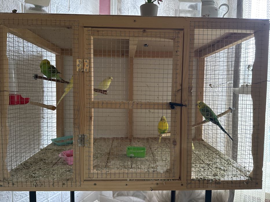 Вълнести папагали