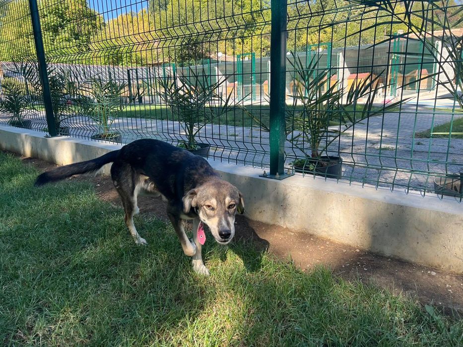 Подарявам женско Кученце