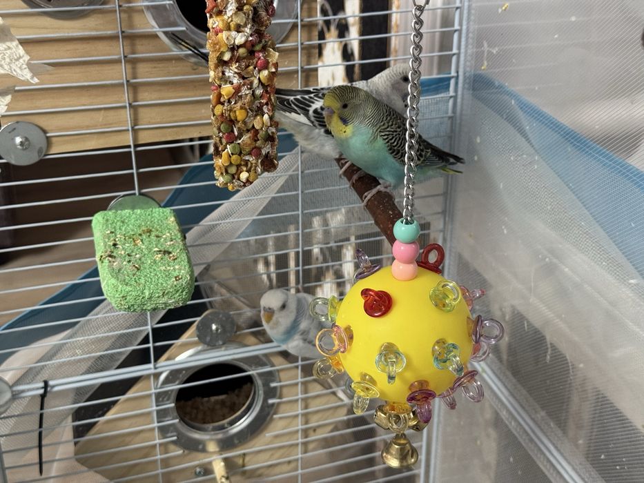 Продам попугайчиков полный комплект