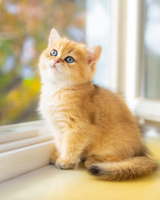 Элитные золотые котята