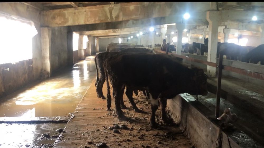 Бордакы ферма аренда,:/ срочно !?