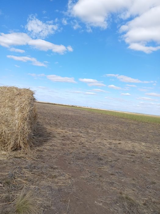 Продам суданка 1 руллон 8000 тенге