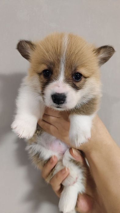 Щенки Вельш корги пемброк