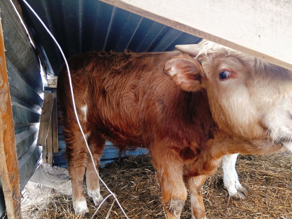 Продам два бычка