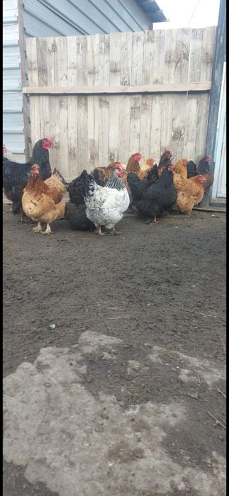 Продам яйца брам