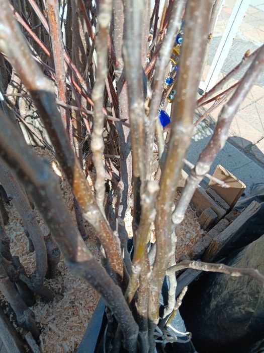 Промоция колонни дръвчета