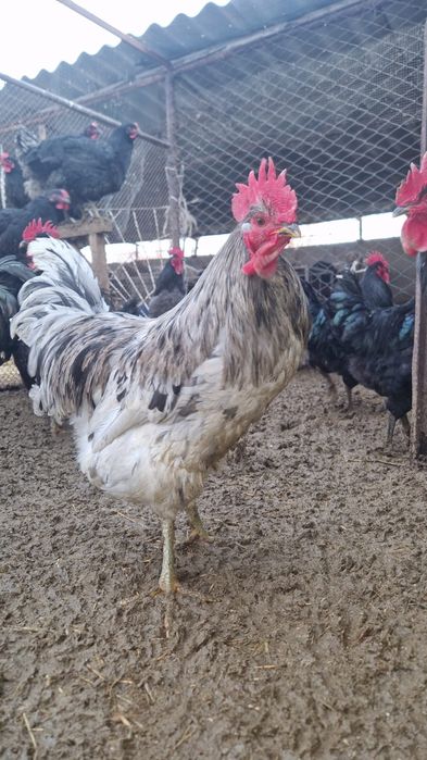 продаю петухов-джерсийский гигант