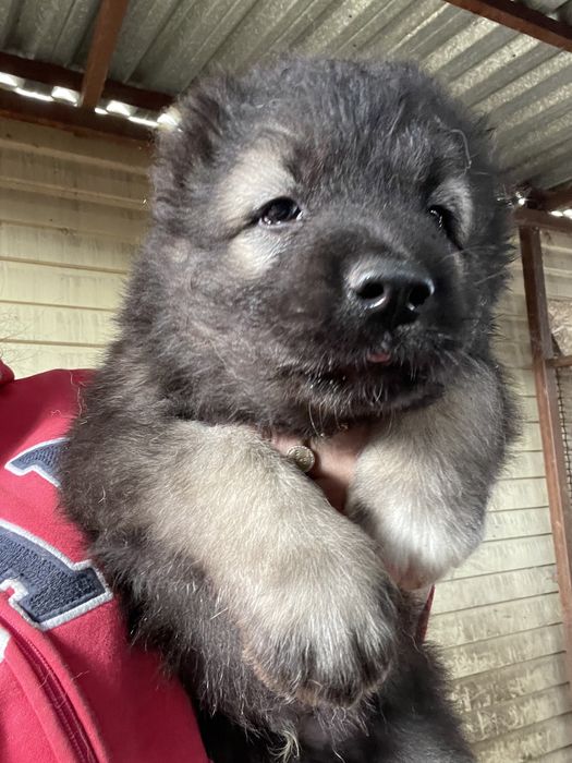 Щенки кавказской овчарки