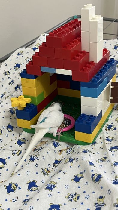 Продаем волнистого попугая Кузя