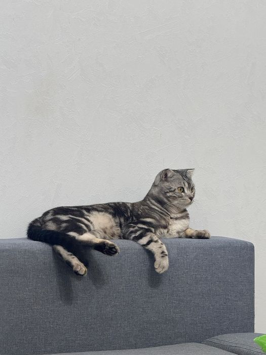 Продам Шотландца