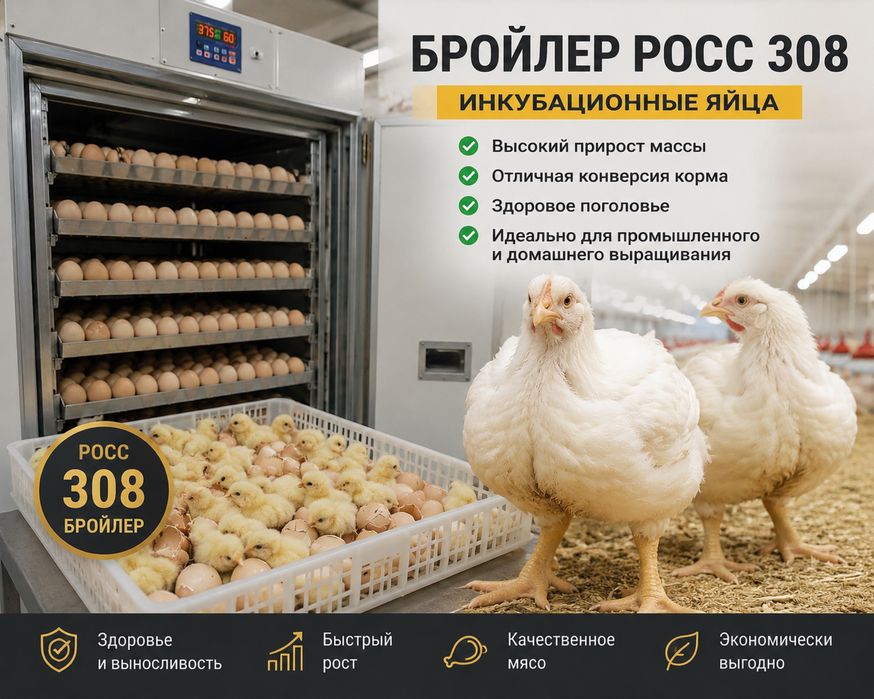 Инкубационные яица бройлер Росс 308