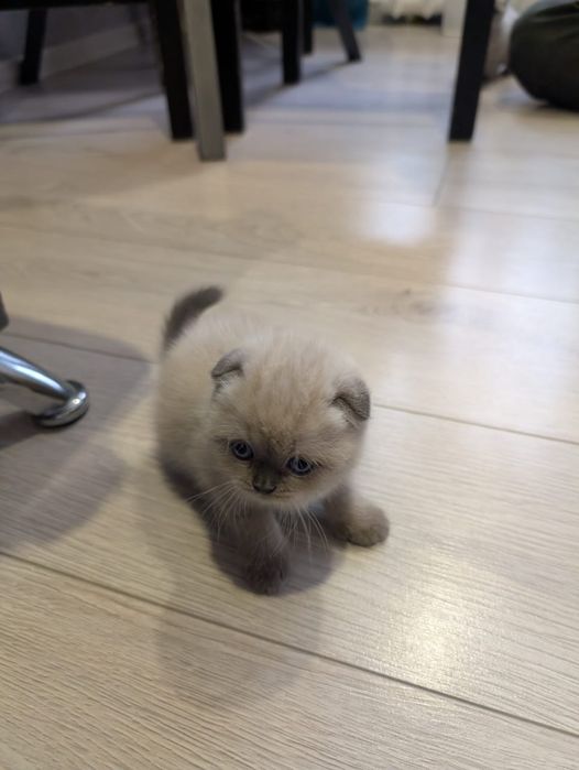 Шотландские котята