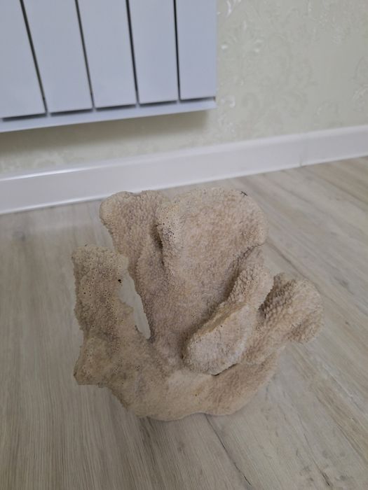 Дерево коралловый