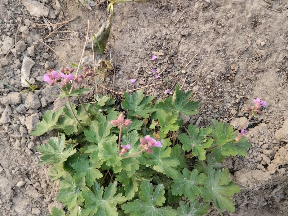 Продаются дом цветы и саженцы