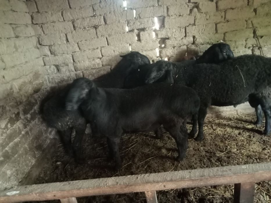 Қошқар   сатылады