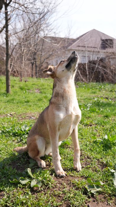 Звоночек собака девочка ищет семью. Добрая к детям