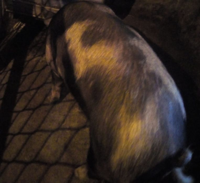 Продается свинка