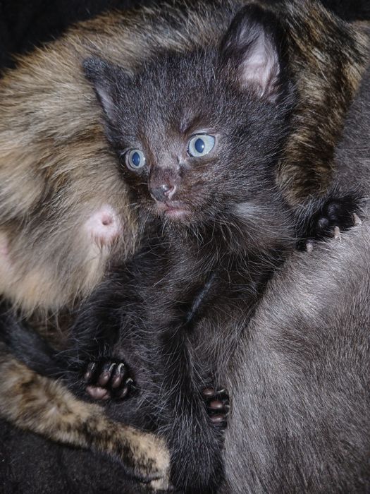 От дам котят в добрые руки