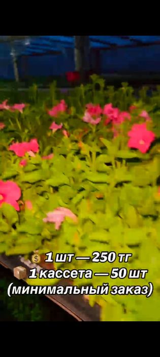 Продам. Саженцы петунии