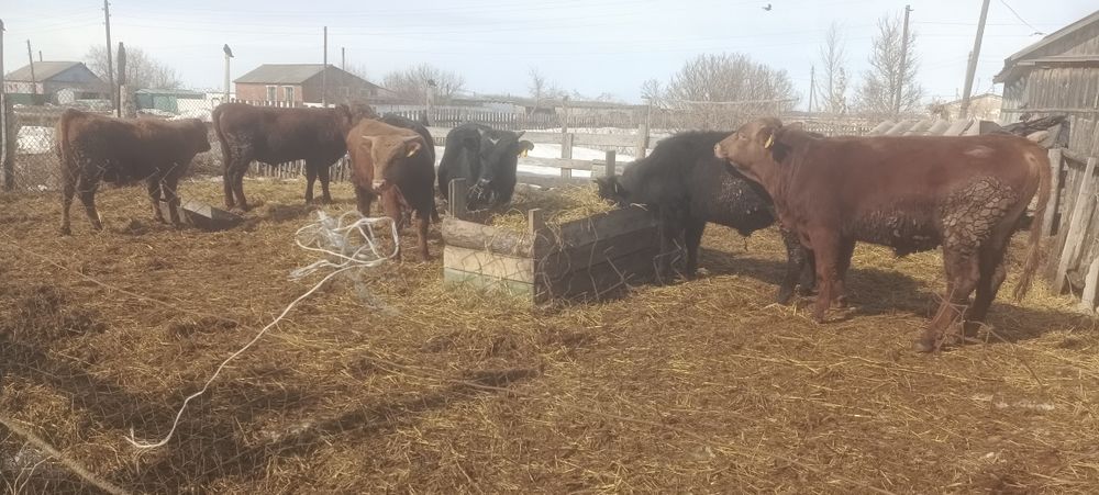 Продам бычков количество 7 голов