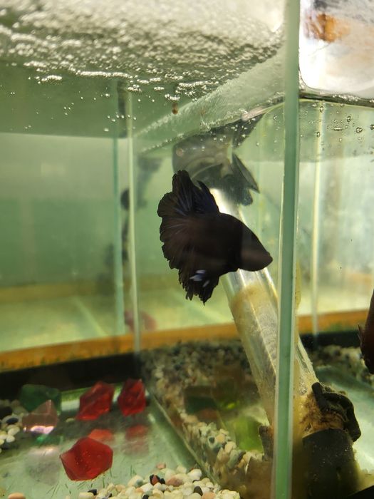 Аквариумные рыбки Петушки