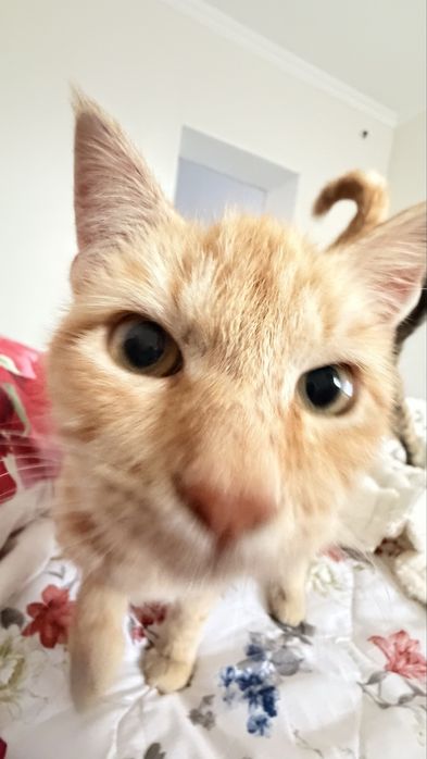 Котенок бесплатно