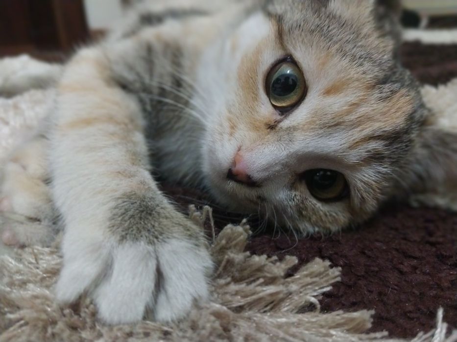 Продаю кошек обычной породы. Мальчик и девочка.