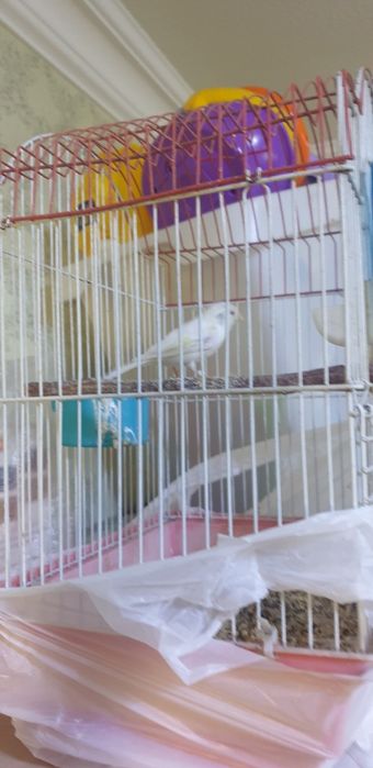 Самцы канареек взрослые очень красивая песня