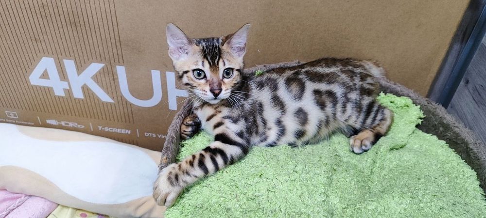 Бенгальские котята