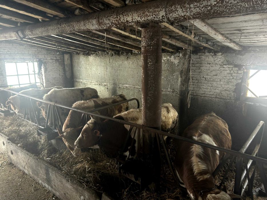 Продам бычков на закол