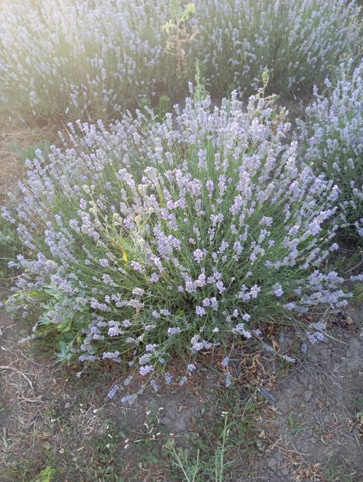 Vand tufe de lavanda Angustifolia