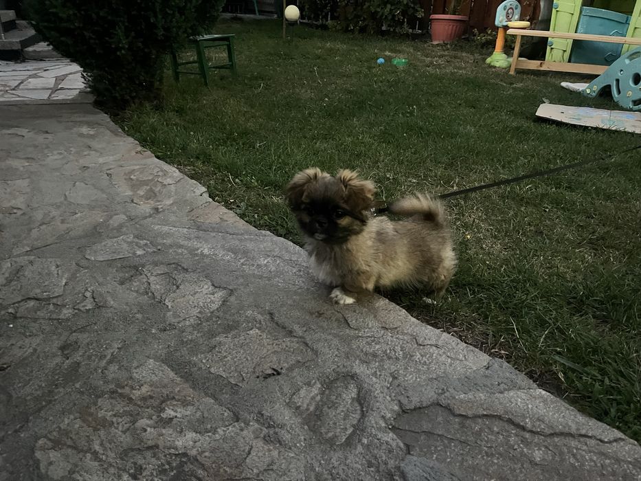 Куче Пекинез мъжко