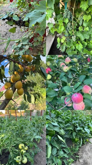 Продам дачный участок