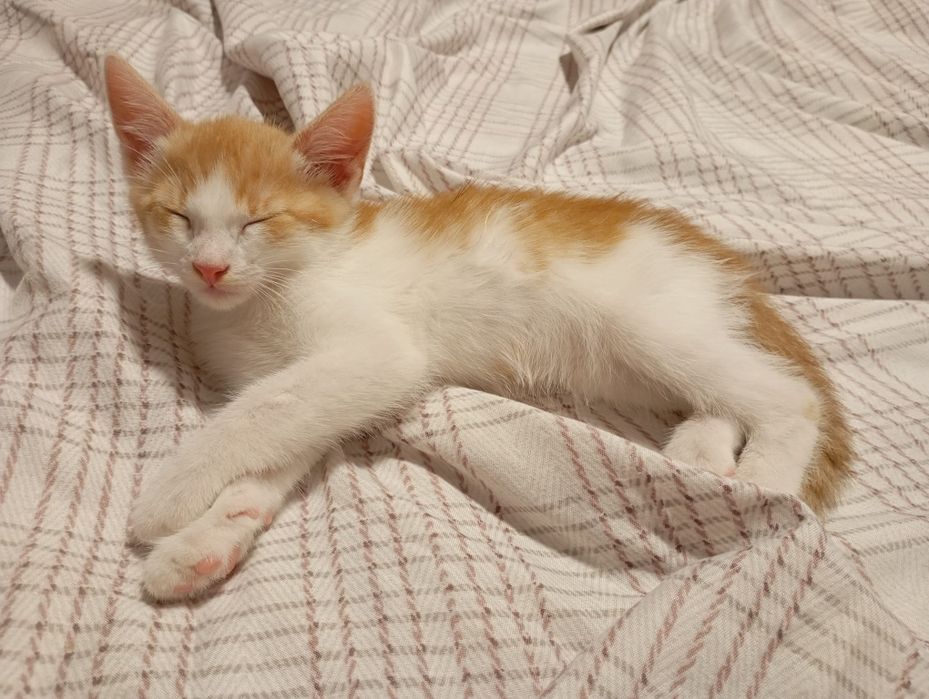 2 motanei spre adoptie