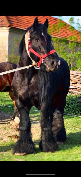 Ofer armăsar Belgian pt montă