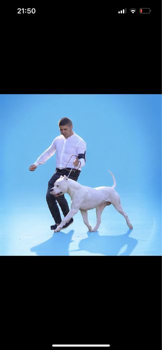 Mascul Dog Argentinian/Campion