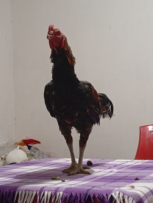 Ассалаума алейкум.Дакан кораз сатылады