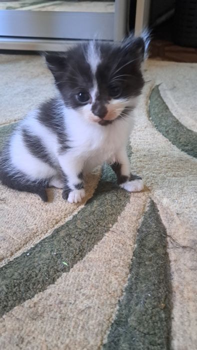 Котят отдам даром