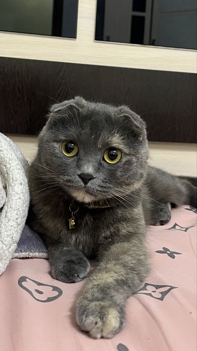 Продам породистую кошку