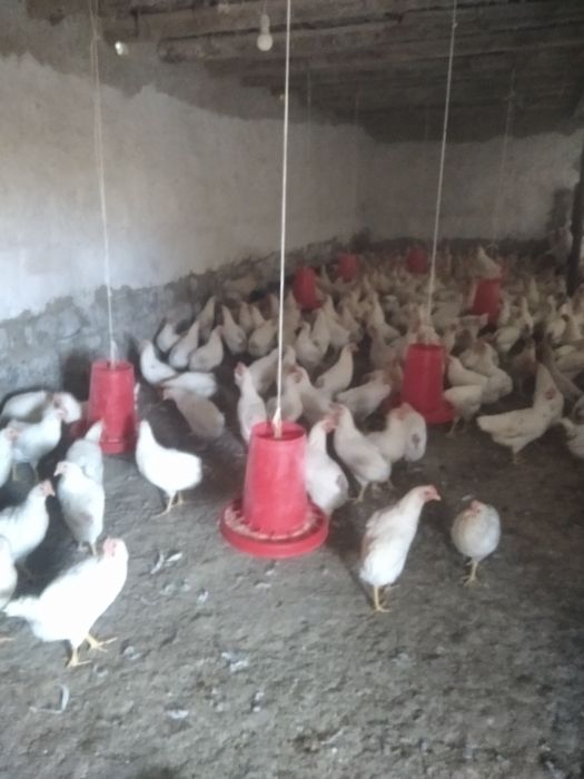 Товуклар сотилади