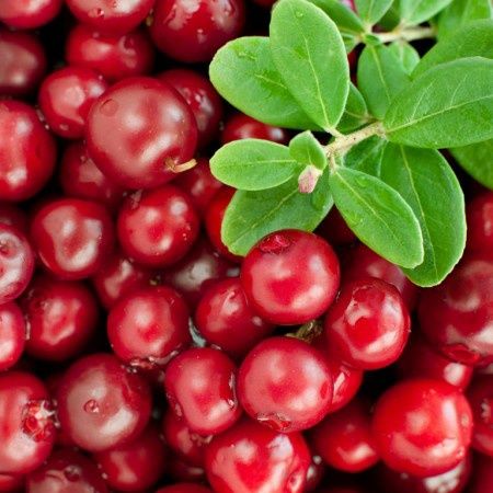 Arbusti Fructiferi (Afin Rosu )