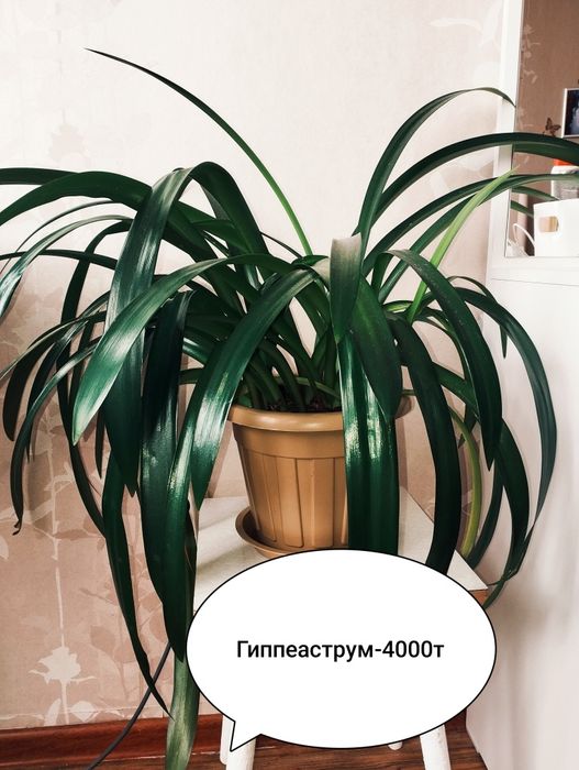 Продам комнатные растения