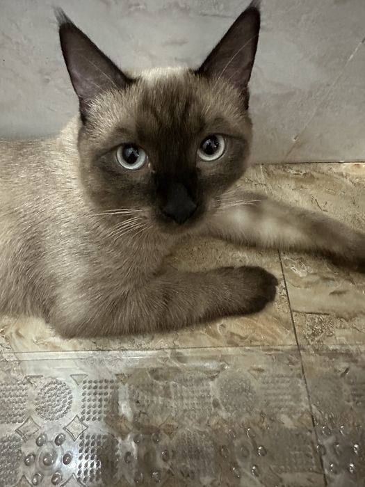 Продается Кошка Пордистая Сиямская мужского пола, 8месячный